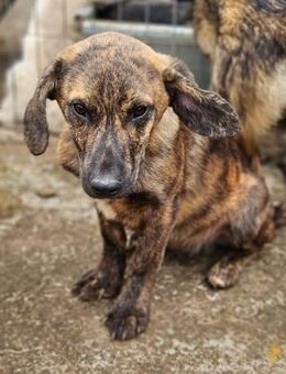 CLIVE ~ kleiner, gespreckelter Hundemann - Duisburg