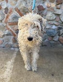 Tolle Foxterrierhündin coco sucht# - Essen