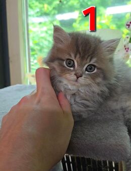 Perser-Katzenbabys - Bad Hersfeld