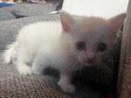 Unser kleiner Kater Snowy sucht neues Hause - Dortmund