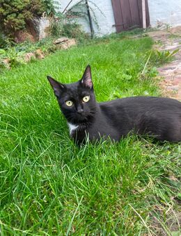 Schwarze Hauskatzen - Hohe Börde