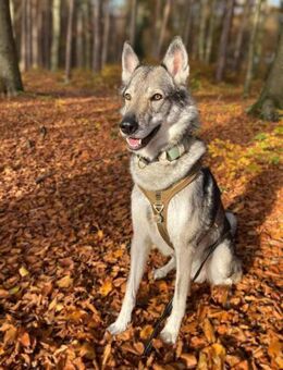 Floki - ist verschmust - Löwenberger Land