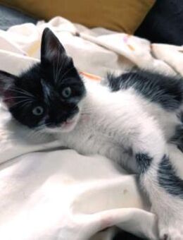 Junger, lieber Kater Leo - Karlsruhe