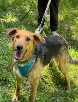 GERDA sucht liebevolle Familie - Mainhardt