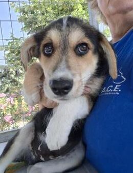 Momo - Hundeherz auf der Suche nach Glüc - Neu Ulm