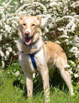 Wunderbarer Altaj sucht seine Familie - Duisburg