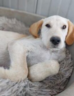 Finley der Entdecker - Rambin