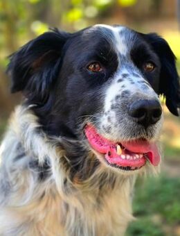 Rocky 💙💙💙 großes Hundeherz - Bad Karlshafen
