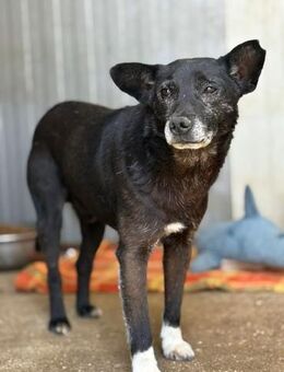 Boris kleiner Gentleman mit großem Her - Gerlingen