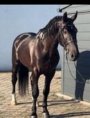 Wallach, 5 Jahre, Traumpferd in 26842