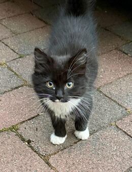 Kleine Kater suchen nettes Zu Hause - Duppach
