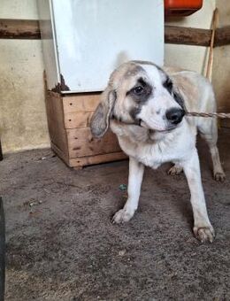 Junghündin Hinata - Köln