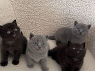 Bkh Katzen Babys
