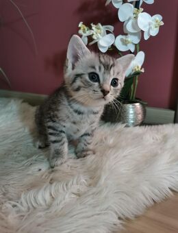 BKH Kitten, black smoke noch übrig - Deißlingen