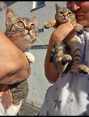 Britische kurzhaar kitten 13 Wochen alt in 65474