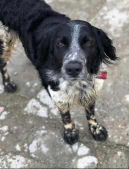 Casper - Neubrunn (Bayern)