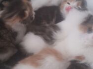 Bildhübsches Maine-Coon  Kätzchen rot-weiß - Pfaffenhofen (Ilm)