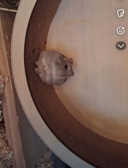 Hamster - Merseburg