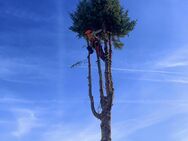Baumpflege Baumfällung mit Entsorgung - Dresden