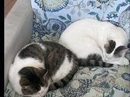 Schmusekitten und Handicapmama suchen - Esslingen (Neckar)