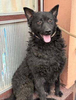 Viktor sucht dich - Ellerbek