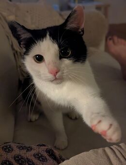 Liebe junge Katze sucht ein neues Zuhause - Bovenden