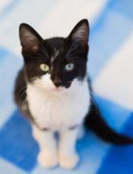 Feta aus dem Tierschutz - Grevenbroich