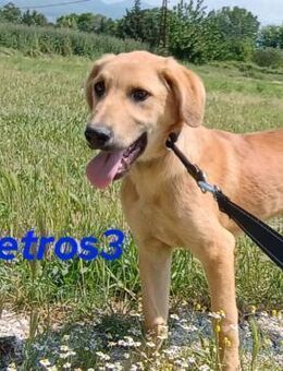 Petros3 ausgeglichener süßer Welpe 12/24 - Ruppertsecken