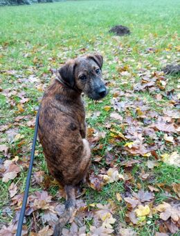 Labradormischling sucht neues Zuhause - Rostock