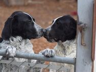 Sehr verschmuste Debby ,Labrador- Münsterländer Mischlingshündin ca 6.5 Monate alt - Angern