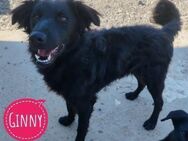 Ginny eine fröhliche Hündin - Flörsheim-Dalsheim