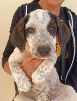 Silente, Familienanschluss gesucht - Bad Vilbel