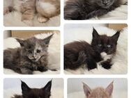 Maine Coon Kitten - Herzberg (Harz)