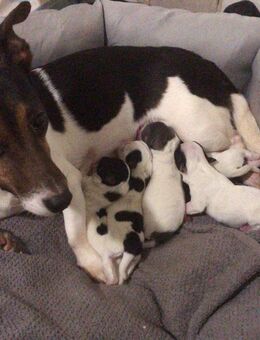 Jack Russel Welpen suchen demnächst ihr eigenes Körbchen - Lathen