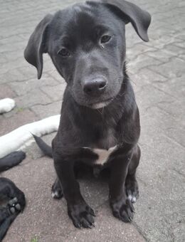 Hundewelpen zu verkaufen - Schwarzheide