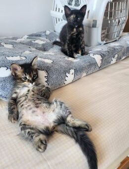 Süße Katzenschwestern Suki und Sakura - Karlsruhe