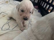 Golden Retriever Welpen - Kehl