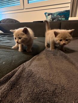 BKH Kitten Britisch Kurzhaar Kitten reinrassig - Speyer