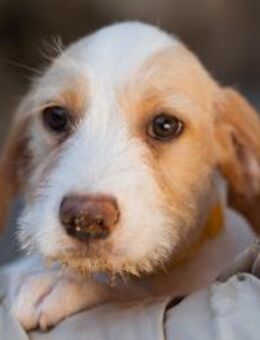 Welpin ARIA💖lebenslustig & liebenswert - Hamburg