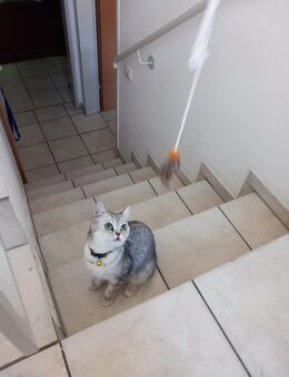 Getigerte Bkh Katze - Greven (Nordrhein-Westfalen)