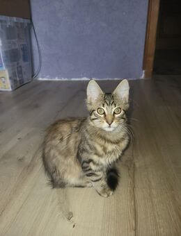 Maine Coon Kreuzung - Friesoythe
