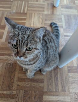 Britisch Kurzhaar Kater - Hannover Ahlem-Badenstedt-Davemstedt