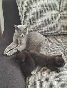 BKH Kitten Mix - verspielt & stubenrein - Michelau (Oberfranken)