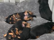 Yorkshire Terrier - Neustadt (Donau)