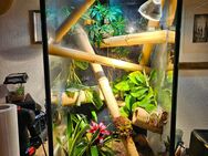 Terrarium 50x50x100 - Halle (Saale)