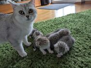 BKH Kitten Mix British Kurzhaar - Pocking