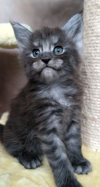 Maine Coon kätzchen mit stammbaum