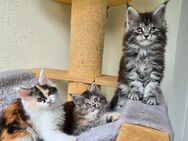 Maine Coon Kitten - Haar