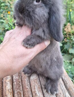 Zwergkaninchen Löwenkopf mix Zwergwidder Die Kaninchen sind nicht SCHÜCHTERN ;) - Schöntal