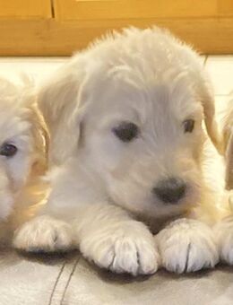 Familienhund Therapiehund Senioerenhund liebevolle Double Doodle (Labradoodle+Goldendoodle) - Ranstadt
